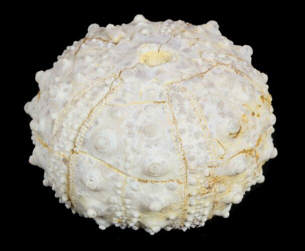 Goniopygus Fossil Echinoid (Sea Urchin) - Talsint, Morocco #55928